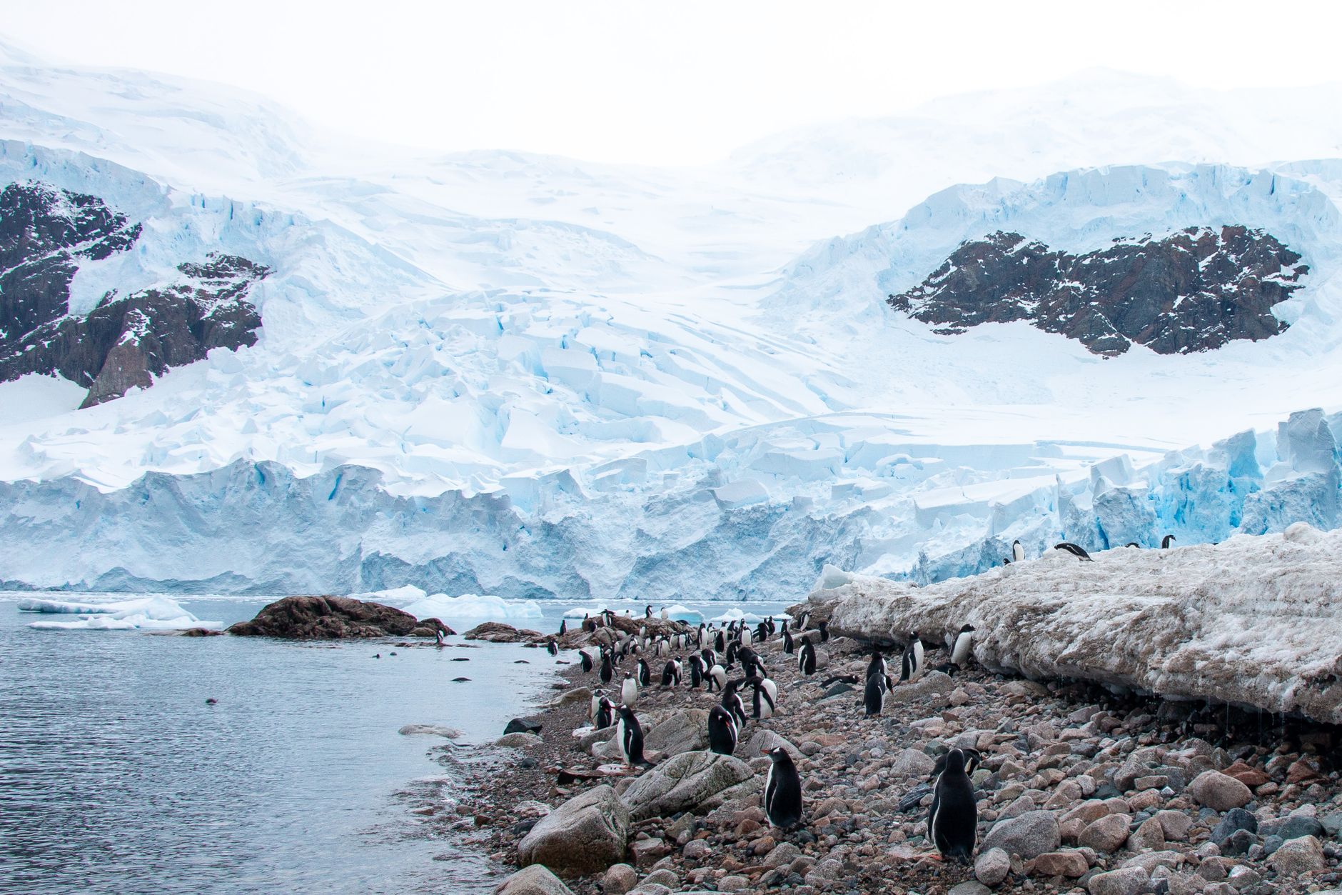 Penguin Colony review